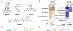 Sci Adv｜庄友文/徐华强/高召兵/张健等团队合作设计μOR变构调节剂实现更低吗啡剂量等效镇痛