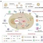 ACS Nano｜哈尔滨工业大学生命科学与技术学院杨奎琨教授团队：仿生微粒通过破坏肿瘤细胞内/外pH稳态实现化学免疫协同治疗