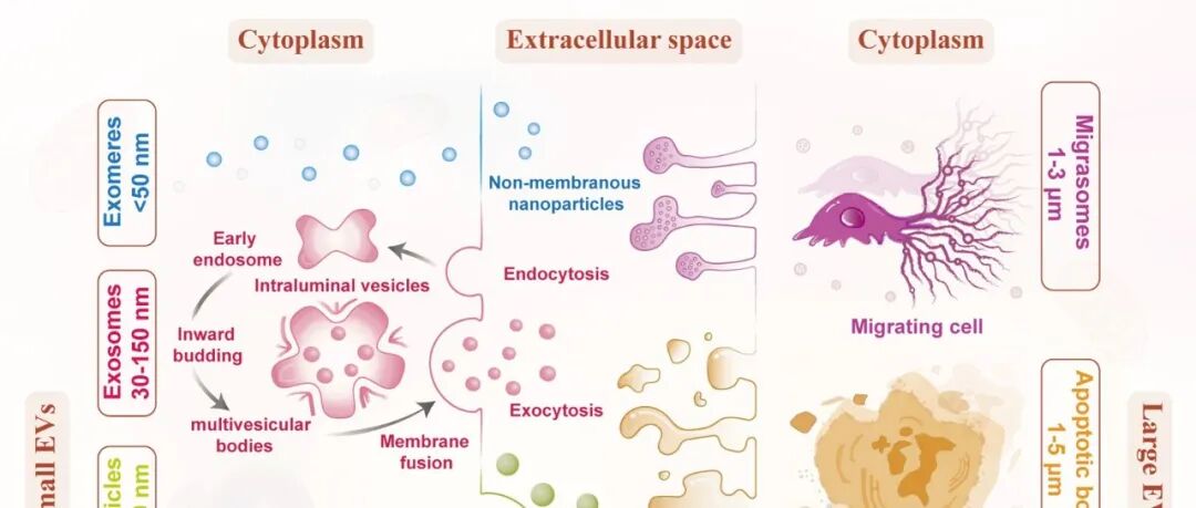 Biomarker Research｜重庆大学罗阳/重庆医科大学段亮团队综述：迁移体-从生物发生机制到其在健康与疾病中的多重生物学功能