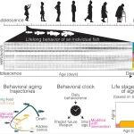 Science | 从行为窥见衰老全过程：高分辨率终身追踪平台发现个体化衰老轨迹与可预测性