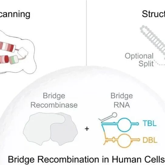 《Science》双发：超越CRISPR！桥接重组酶实现人类细胞中兆碱基级DNA的精准重排