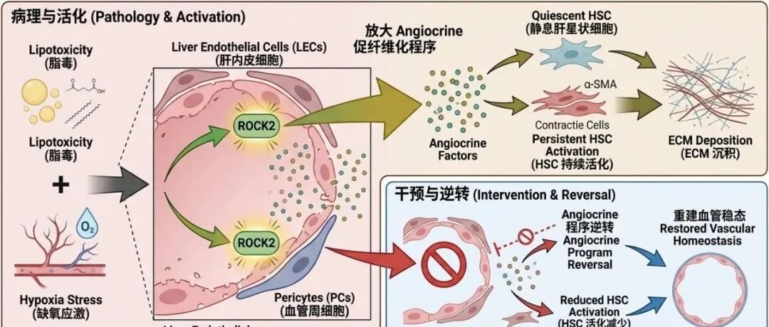 从cell延申拓展的案例 ：MASH相关肝纤维化血管龛位 ROCK2 选题设计