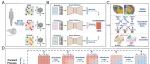 PNAS | 中山大学孙小强等团队破解空间多组学整合难题：基于定向扩散模型的SpaDDM算法显著提升模式识别与细胞通信分析能力