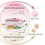 Sci Adv | 破解血吸虫“爱情密码”！复旦大学王吉鹏团队揭示雄性信息素启动雌虫性成熟的分子开关