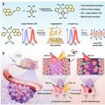 Sci Adv | 从分子设计到活体疗效！唐本忠等团队开发超灵敏近红外探针，实现胶质瘤精准切除与术后光疗