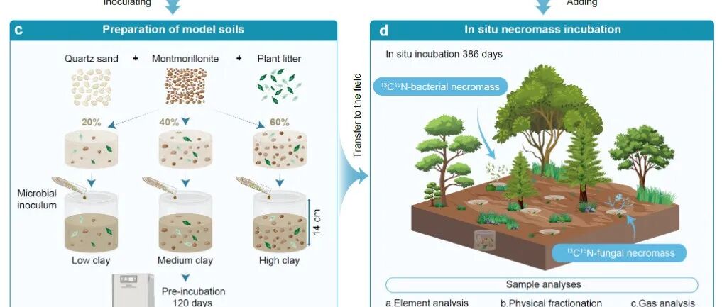 【Nature communications】沈阳生态所在土壤微生物残留物存留机理研究取得重要进展
