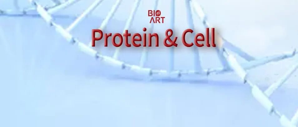 Protein & Cell｜左二伟/吴军团队建立可编程染色体替换平台——首次实现跨物种整条染色体替换