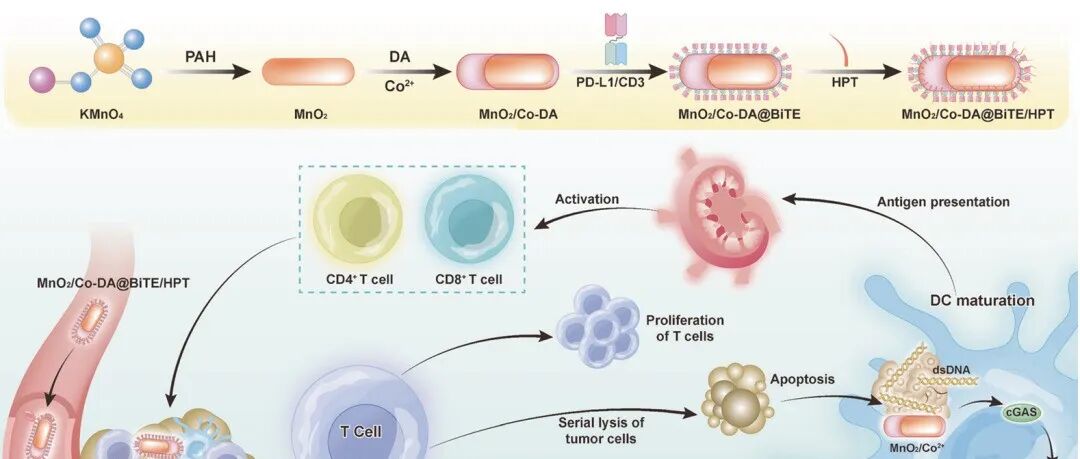 IF=53！四川大学邹炳文等团队开发多功能纳米炸弹，协同增强BiTE疗法，有效抑制肿瘤生长、复发与转移