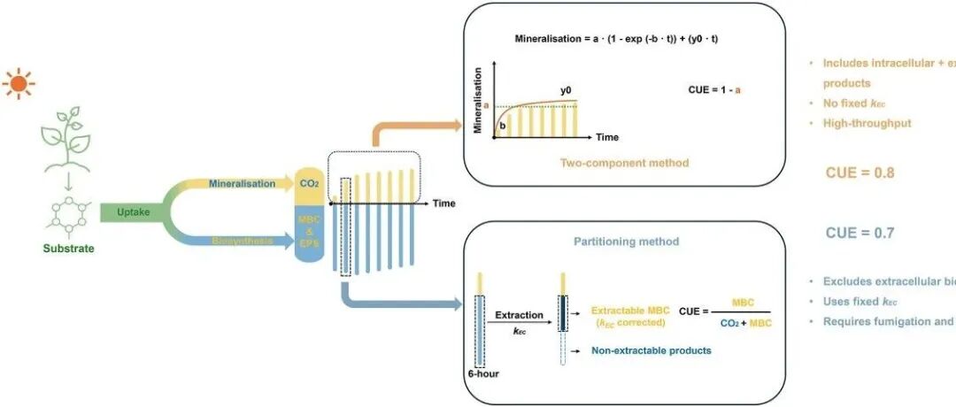 CUE估算新方法丨SOIL BIOL BIOCHEM：基于矿化作用的土壤微生物碳利用效率估算方法