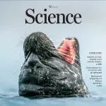 海豹竟然会“学人说话”？《Science》封面揭秘海洋哺乳动物的神经进化