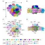 Sci Adv | 跨越十亿年的结构“对话”！河北师范大学田立荣等团队揭示纤细裸藻光系统I独特组装，兼具红绿谱系色素特点