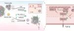 Cancer Res | 华中科技大学王桂华等团队揭示代谢物SAICAR驱动调节性T细胞分化导致PD-1阻断失效