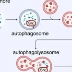 Science | 当自噬"吐出"癌基因：自噬溶酶体胞吐将癌蛋白展示于细胞表面，抗体疗法显奇效