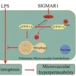 Autophagy | 湖南中医药大学李涛团队发现SIGMAR1通过SIRT3去乙酰化ATP5F1A促进线粒体自噬，抑制铁死亡与血管渗漏