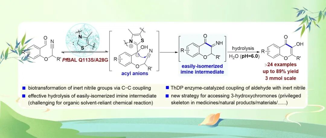 【JACS】华东理工大学解永涛等：酶催化腈类C–C偶联反应构建3-羟基色酮