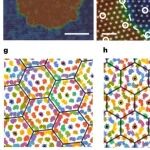 研究进展：晶界/位错-光学涡旋 | Nature Physics