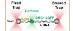 PNAS | 揭秘遗传多样性基石！上海科技大学孙博团队发现减数分裂关键酶DMC1需“舞伴”HOP2–MND1陪伴，才能精准找到“灵魂伴侣”DNA
