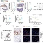 Cancer Res | 南京医科大学沈历宗等锁定胃癌免疫治疗新靶点：肿瘤丝甘蛋白驱动LAG3+ Treg分化，阻断该轴可缓解免疫抑制