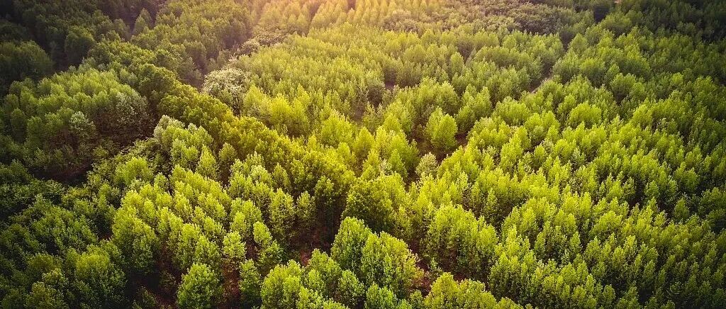 Science正刊综述 | 森林的意义不仅是减缓气候变暖:在气候适应中的关键作用