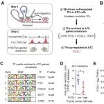 Cancer Res | 山东第一医科大学杨明团队发现FOSL1通过超级增强子环路驱动金属蛋白酶表达，削弱NK细胞杀伤