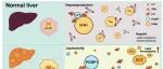 Hepatology | 孙兵研究组合作揭示代谢功能障碍相关脂肪性肝病新机制及潜在干预策略
