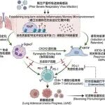 国自然深化框架（基于 Cell 最新热点论文：病毒性肺炎-炎症记忆-SiglecFhi 中性粒细胞-CXCR2/PD-L1 轴驱动肺腺癌免疫抑制与进展）