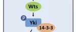 PNAS | 江西师范大学周紫章团队揭示Hpo的可逆乙酰化调控Hippo通路