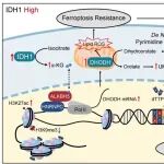 Cancer Res | 中山大学黎映琴/马骏提出鼻咽癌耐药新方案