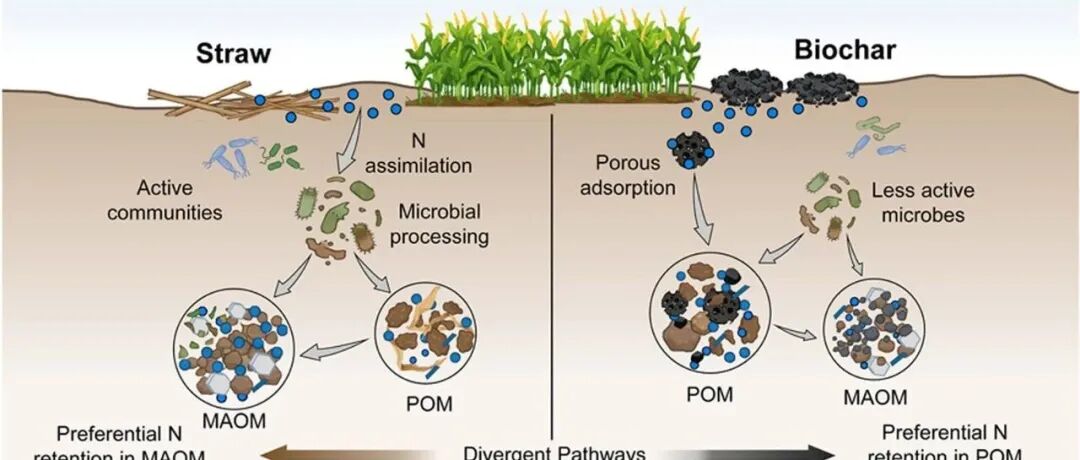 肥料氮保留丨SOIL BIOL BIOCHEM：构建物理组分不同的土壤有机质以保留肥料氮
