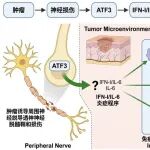 青年C标书：肿瘤诱导神经损伤ATF3-IFN-I/IL-6轴驱动抗PD-1治疗耐受的机制研究