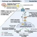 青年C标书：CHRM3介导的胆碱能神经—OPC样肿瘤细胞互作驱动弥漫中线胶质瘤放疗抵抗的机制研究