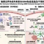 青年C标书：FCGRT/FcRn通过调控脑膜rBAM抗原呈递-细胞毒T细胞轴影响胶质母细胞瘤免疫逃逸的机制研究