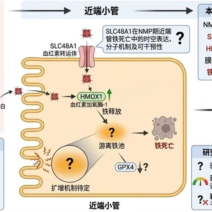 2027面上标书：SLC48A1介导近端小管铁死亡易损化在肾移植常温机械灌注损伤中的作用及干预机制研究