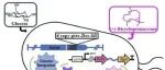 华理许建和等改造大肠杆菌创纪录生产双环大根香叶烯