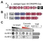 噬菌体Cas阻遏蛋白抑制多种CRISPR-Cas转录