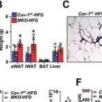 Adv Sci | 中南大学邓沱团队首次揭示脂肪组织中新型黏附巨噬细胞亚群,其通过“窃取”脂肪细胞mRNA调控代谢稳态