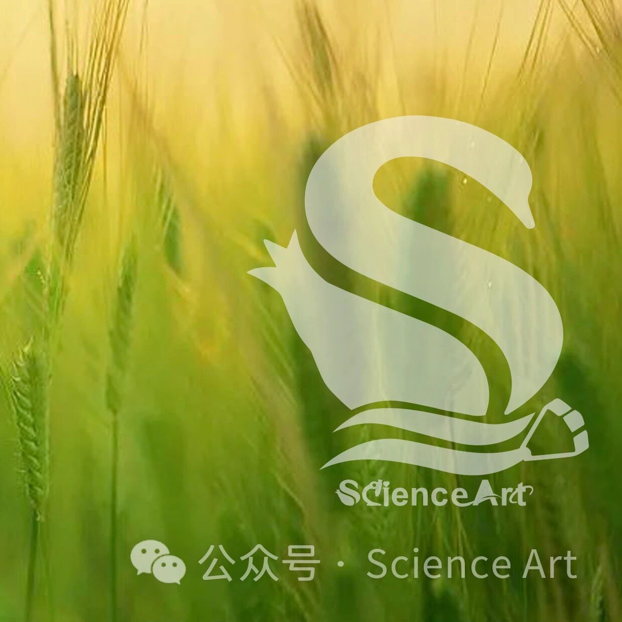 Plant cell | 中国农大团队发现Rht8衍生RNHL1的相分离整合了乙烯和赤霉素信号传导，从而调节小麦节间伸长