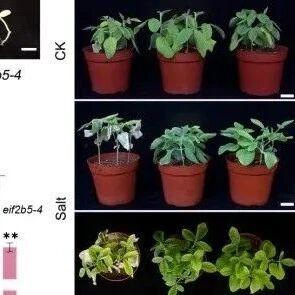 PBJ | 南京农大邢邯课题组发现大豆抗逆“双保险”！GmeIF2B5-GmPRX4调控轴揭示抗旱耐盐新机制