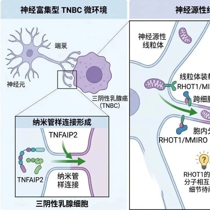 前瞻2027面上标书：RHOT1/TNFAIP2介导神经源性线粒体转运促进三阴性乳腺癌代谢重编程与远处转移的机制研究