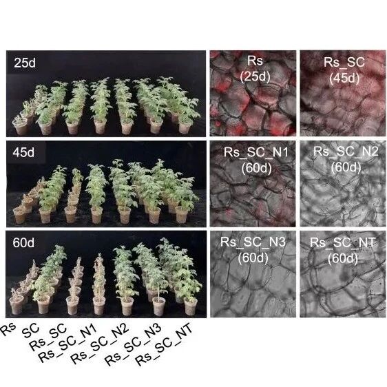 Nature Communications | 南京农业大学沈其荣院士团队揭示微型土壤动物驱动微生物正反馈循环促进作物健康的微生态机制