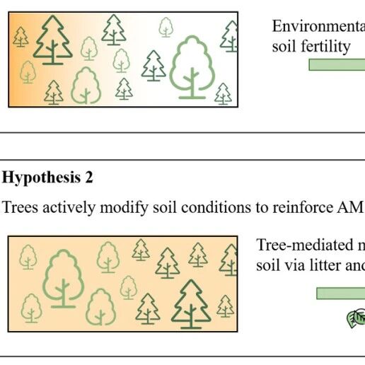 Journal of Ecology | 沈阳生态所揭示不同菌根类型树种沿土壤肥力梯度分布格局的形成机制