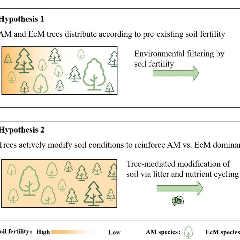 Journal of Ecology | 沈阳生态所揭示不同菌根类型树种沿土壤肥力梯度分布格局的形成机制