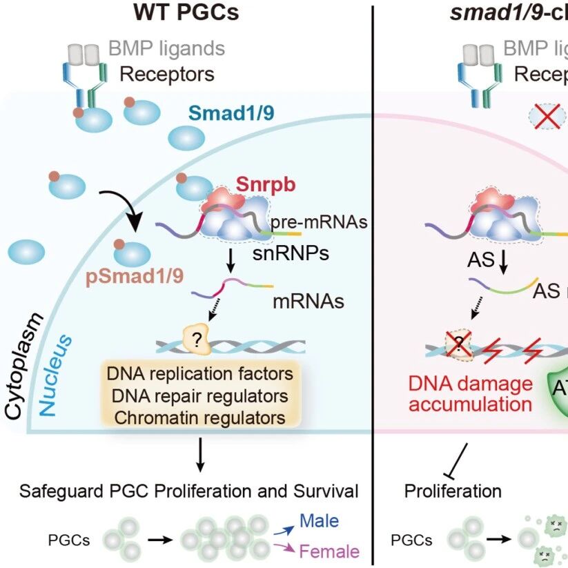 Nat. Commun | 清华大学孟安明团队揭示BMP–Smad1/9信号调控斑马鱼原始生殖细胞发育的分子机制