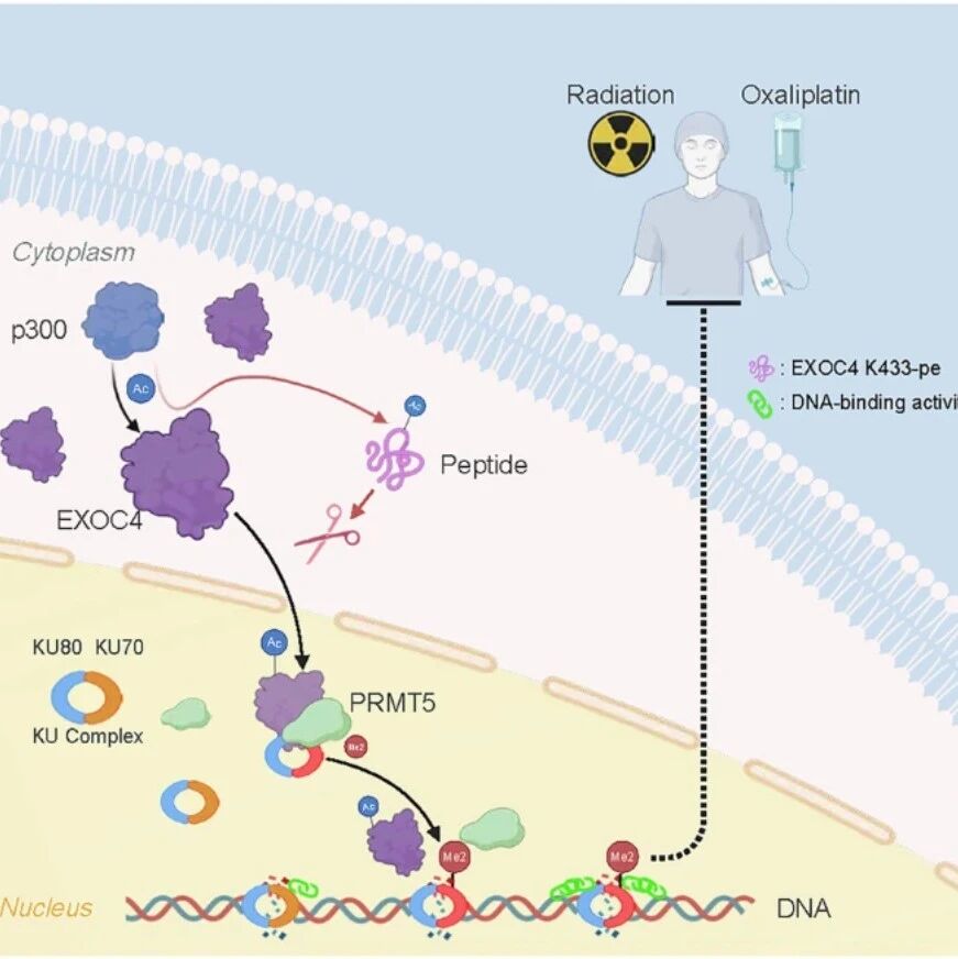 Cell Death & Differ | 复旦大学汪学非等团队发现DNA修复关键新通路，靶向EXOC4乙酰化可恢复放化疗敏感性