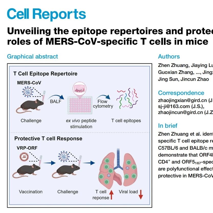 Cell Rep丨广州医科大学赵金存团队揭示MERS-CoV附属蛋白诱导机体保护性细胞免疫应答