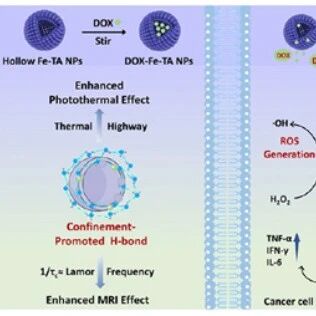 ACS Nano：中空Fe-TA纳米粒子中的水限域效应可协同增强光热-MRI诊疗