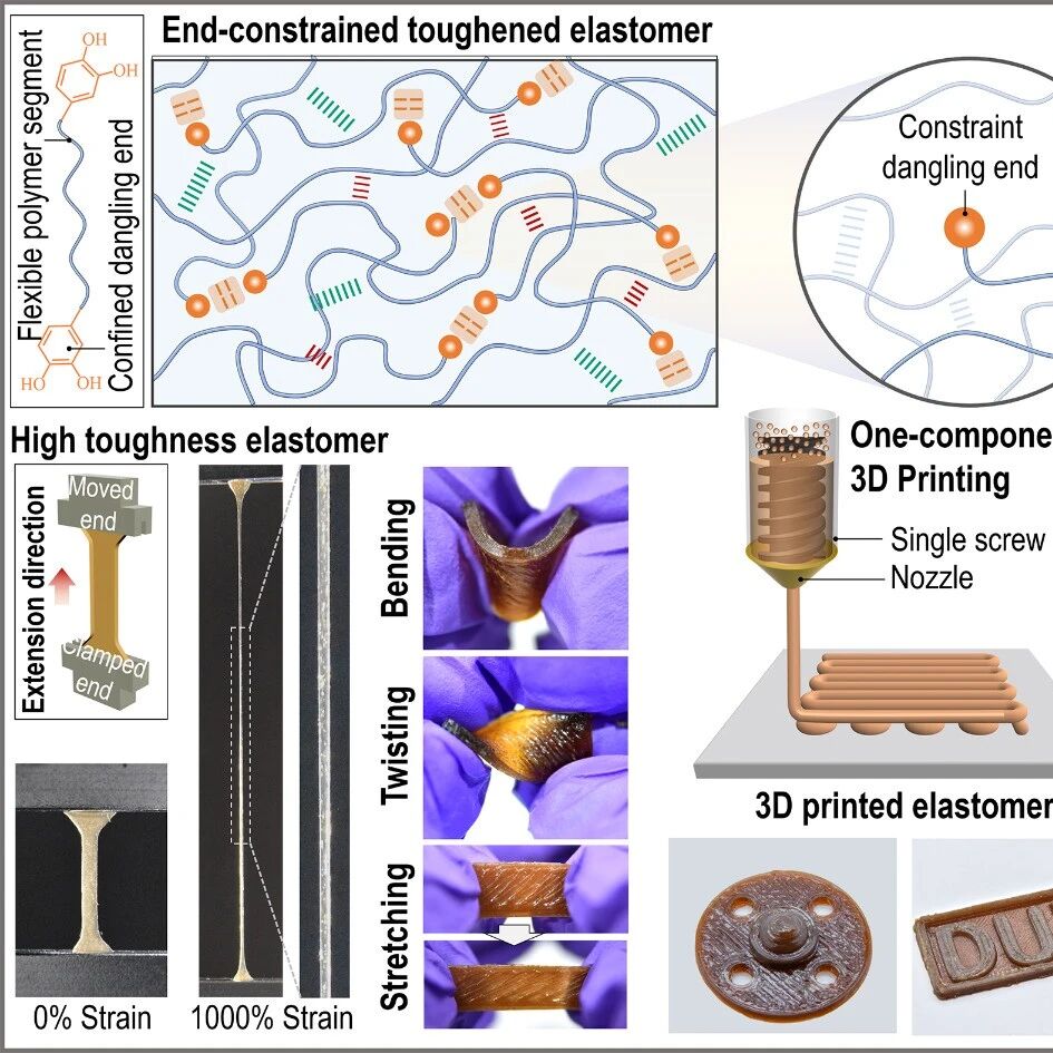 大连理工大学: 链端约束诱导熵弹性驱动变形增韧3D打印弹性体 | Advanced Functional Materials