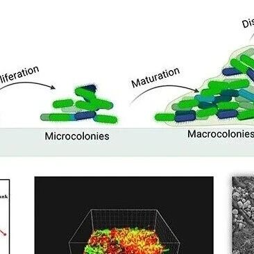 法国巴黎萨克雷大学Jasmina Vidic教授团队Chem. Biomed. Imaging | 原位电化学监测蜡样芽孢杆菌生物膜的形成