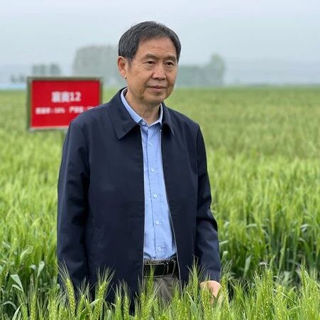 西北农林科技大学康振生院士团队在植物学顶刊发表研究论文，敲除一个基因可让小麦既抗病又高产！