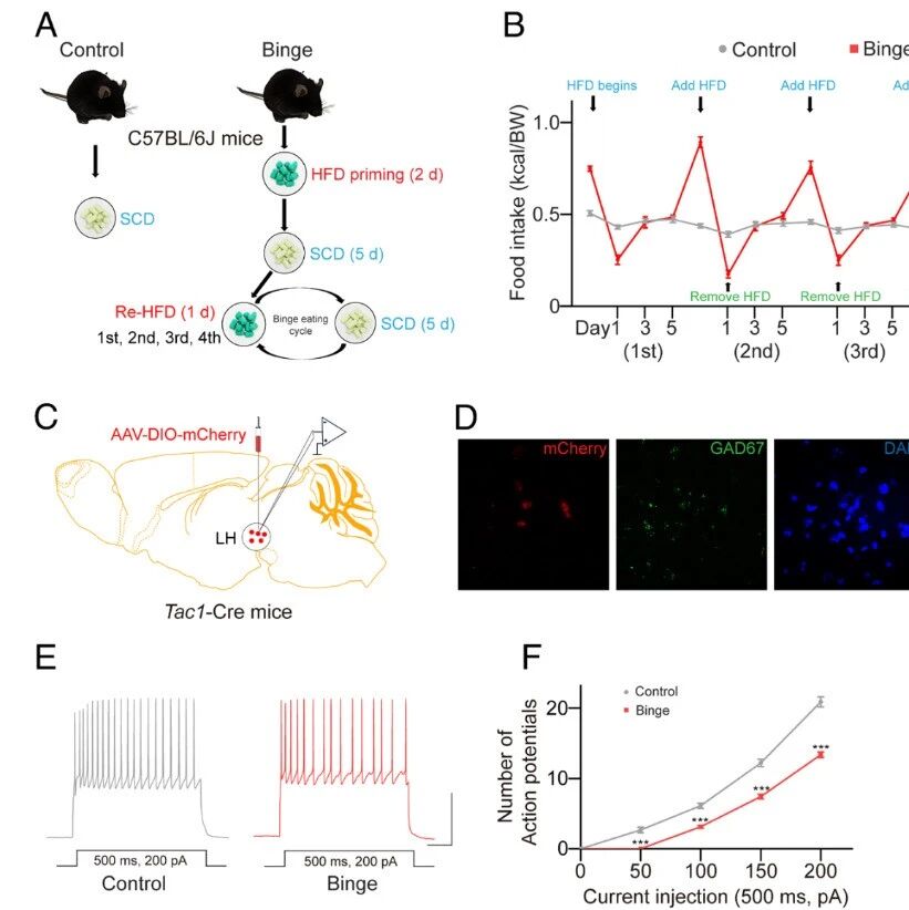 PNAS | 大脑“刹车”失灵导致暴食？东北师范大学朱筱娟/贺子轩团队锁定外侧下丘脑一群神经元，其释放的P物质或是关键